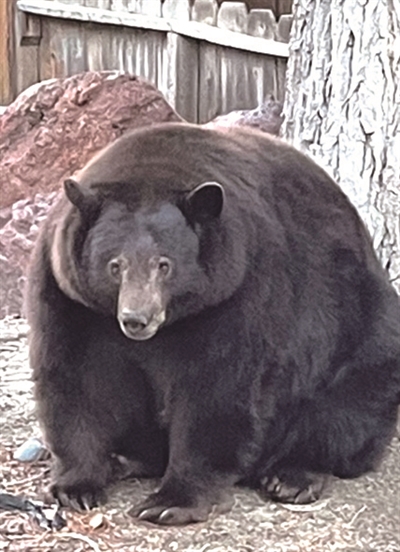 美国加州450多斤的大胖熊上了通缉令
