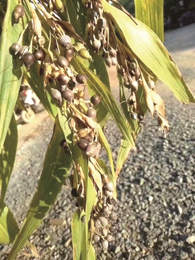 云南高黎贡山山脉 糯薏米