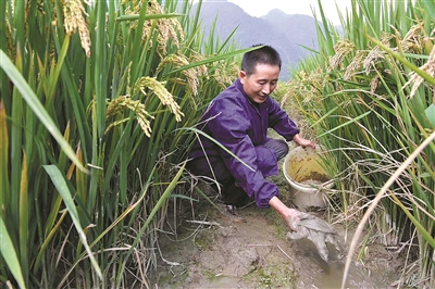 "昨天,正在桐庐县百江镇忙碌收割的杭州昊琳农业开发股份有限公司的